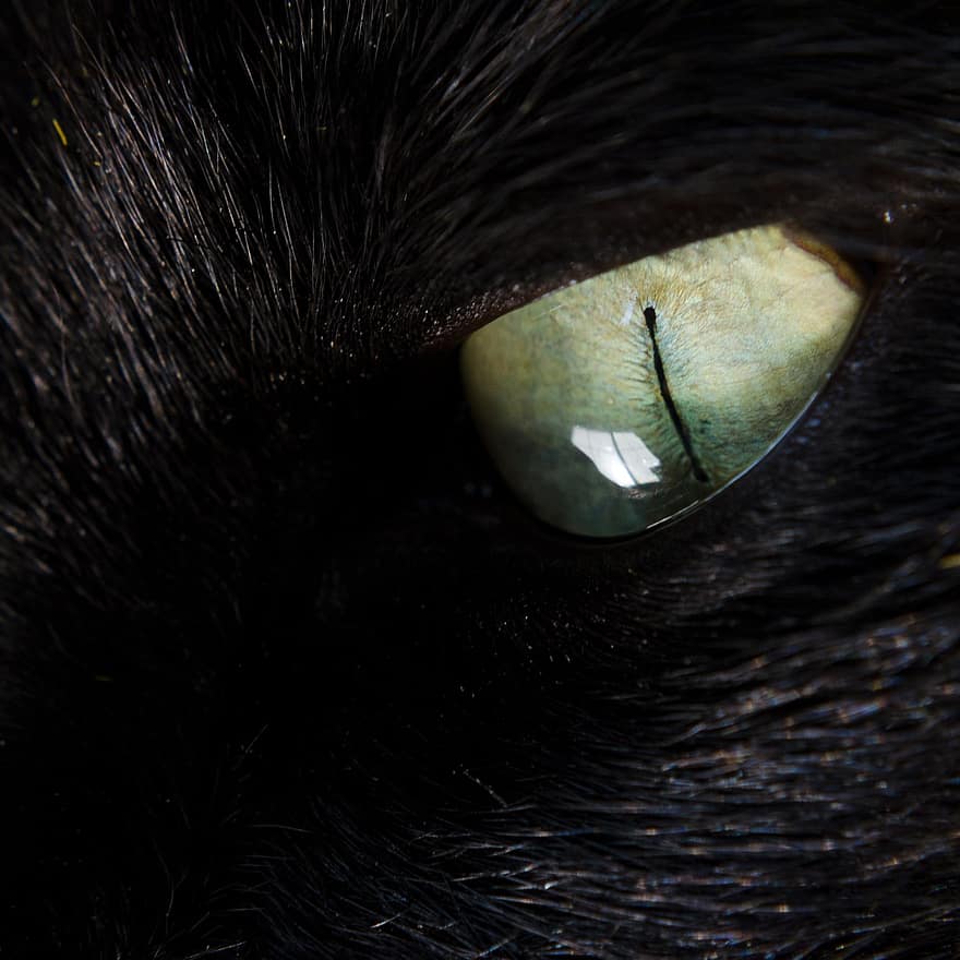 kaķis, acs, sejas, dzīvnieku, pet, kaķi, makro, tuvplāns, dzīvnieku acs, meklē, mājdzīvnieki