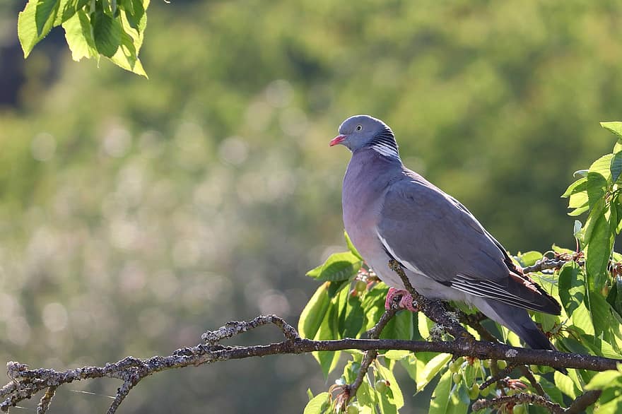 Bird, Ring Dove, Dove, Branch, Sitting, Columba Palumbus, Feathers, Plumage, Bill, Cherry Tree, Tree