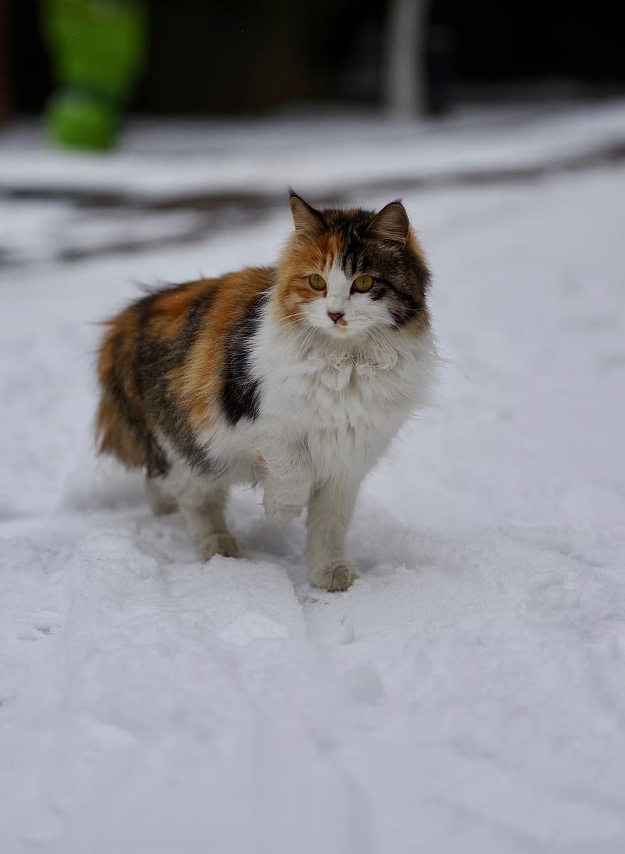 gatto calico, gatto, animale domestico, animale, la neve, inverno, pelliccia, gattino, domestico, felino
