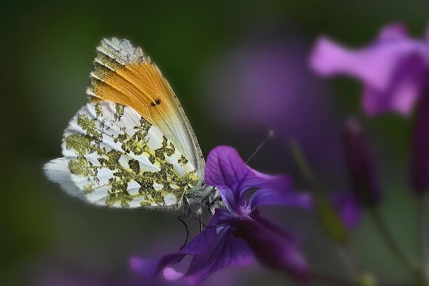 метелик, метелик полярне сяйво, цвітіння, весна, природи, ліс, запилення, комаха, ентомологія, макрос
