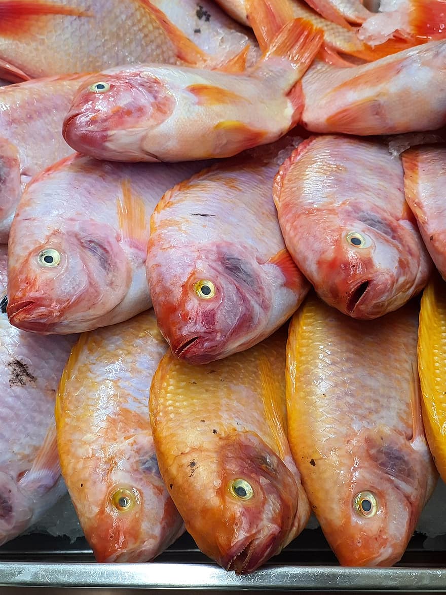 ティラピア、魚、新鮮な魚、フード、シーフード、市場