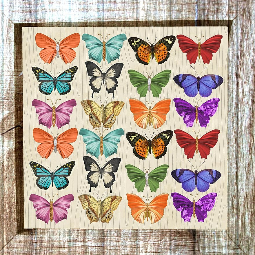 vlinder, omlijst, kleurrijk, collage, creativiteit, natuur, insect, ontwerp, patroon, veelkleurig, oranje