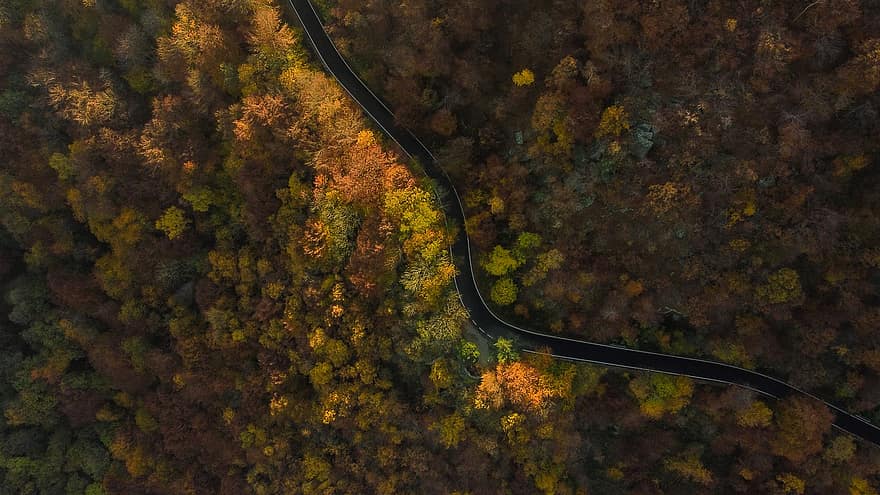 la carretera, bosque, otoño, camino, arboles, avenida, autopista, paisaje, naturaleza, escénico, luz del sol