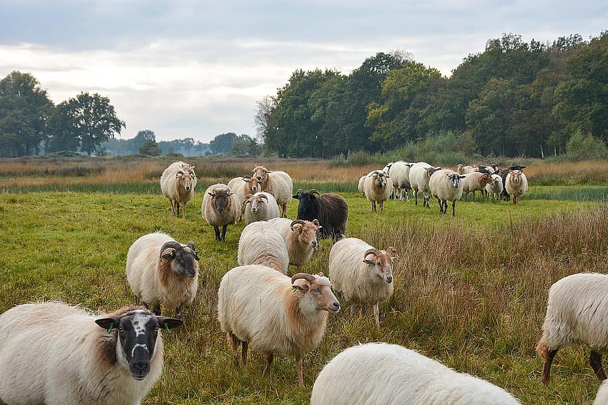pecora, agnello, mandria, ruminanti, bovino, campo, pascolo