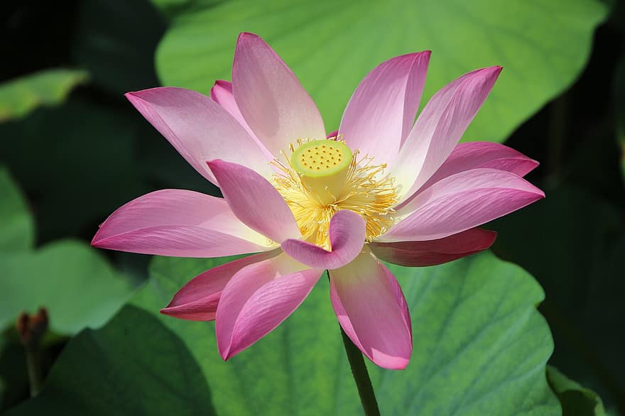 lotus, blomst, anlegg, Lotus blomst, vannlilje, blomstre, akvatisk plante, flora, botanikk, natur, dam