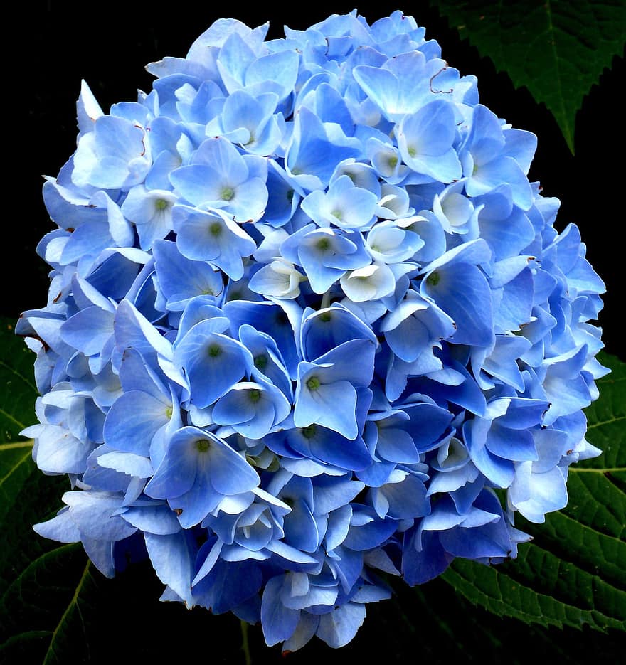 hydrangea, bunga biru, alam, makro, taman, flora, mekar