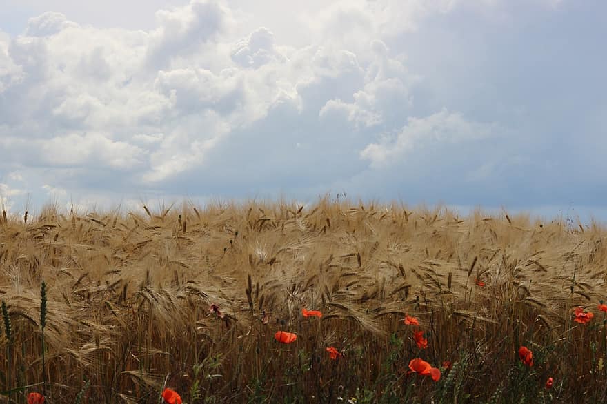 ngũ cốc, mũi nhọn, lúa mạch, cánh đồng, nông nghiệp, món ăn, bánh mỳ, mùa gặt, hoa anh túc, bầu trời, những đám mây