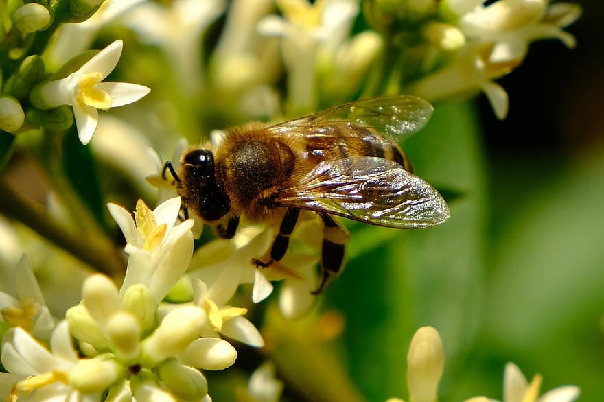 mehiläinen, hyönteinen, pölyttää, pölytys, kukka, siivekäs hyönteinen, siivet, luonto, Hymenoptera, hyönteistiede