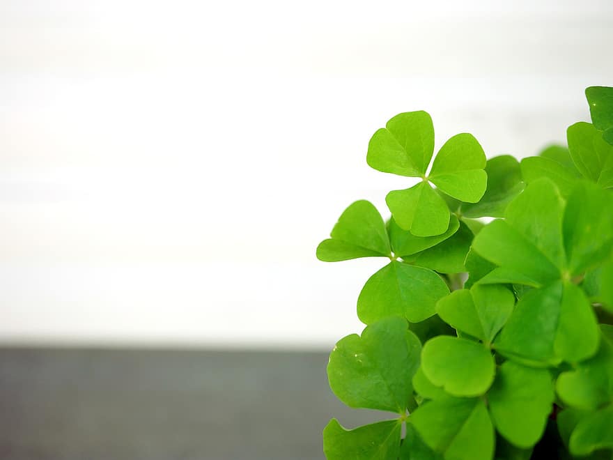 St. Patrick's Day, Klee, Pflanze, Kleeblatt, Blätter, Grün, oxalis, Glücklich, irisch, Pats, Paddys