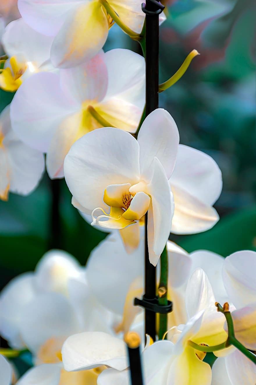 orchidee, orchidee falena, fiori bianchi