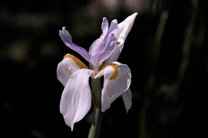 iris, blomma, vit blomma, kronblad, vita kronblad, flora, natur