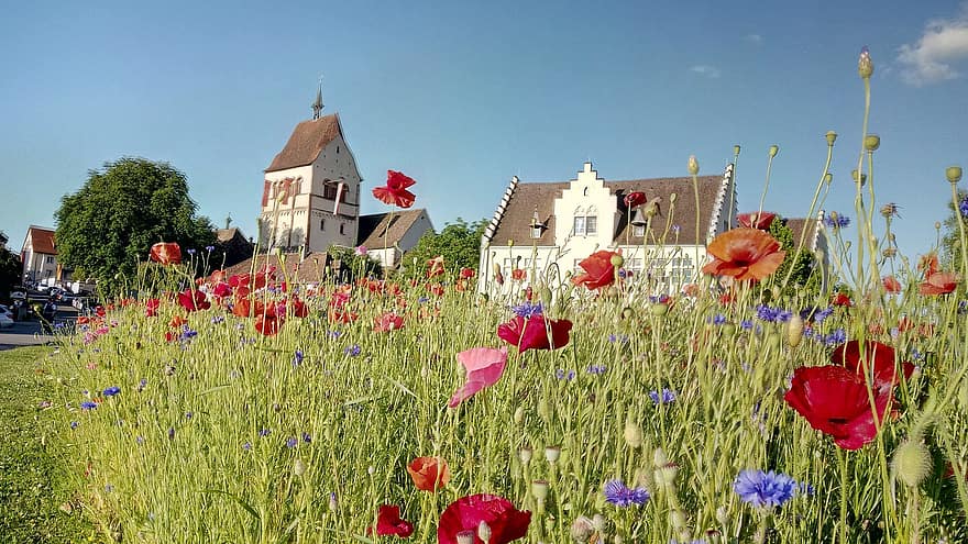 Flower, Poppies, Spring, Lake Constance, Meadow, Travel