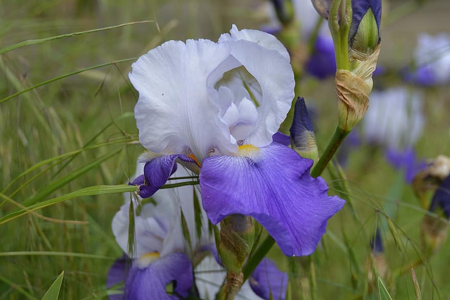 iris barbuto, fiore, pianta, iris, fiore viola, petali, gemme, fioritura, erba, primavera, giardino