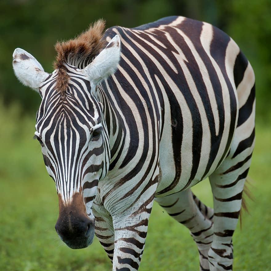 Zebra, Stripes, Nature, Wildlife, Animal, Mammal, Loxahatchee