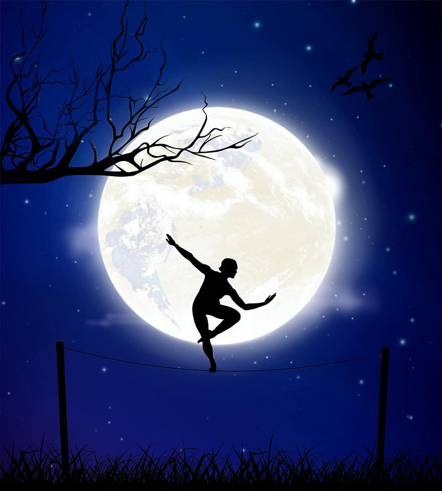måne, natt, balansere, linedanser, grener, fugler, nattlandskap, natur
