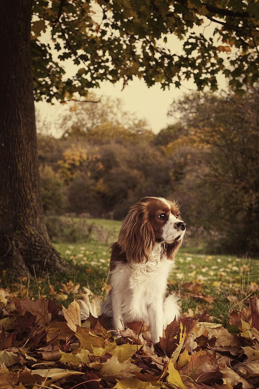 cavalier king charles spaniel, perro, hojas, mascota, animal, perro joven, Perro domestico, canino, mamífero, peludo, linda