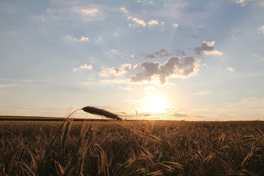 lever du soleil, des nuages, Soleil, champ de blé, Prairie