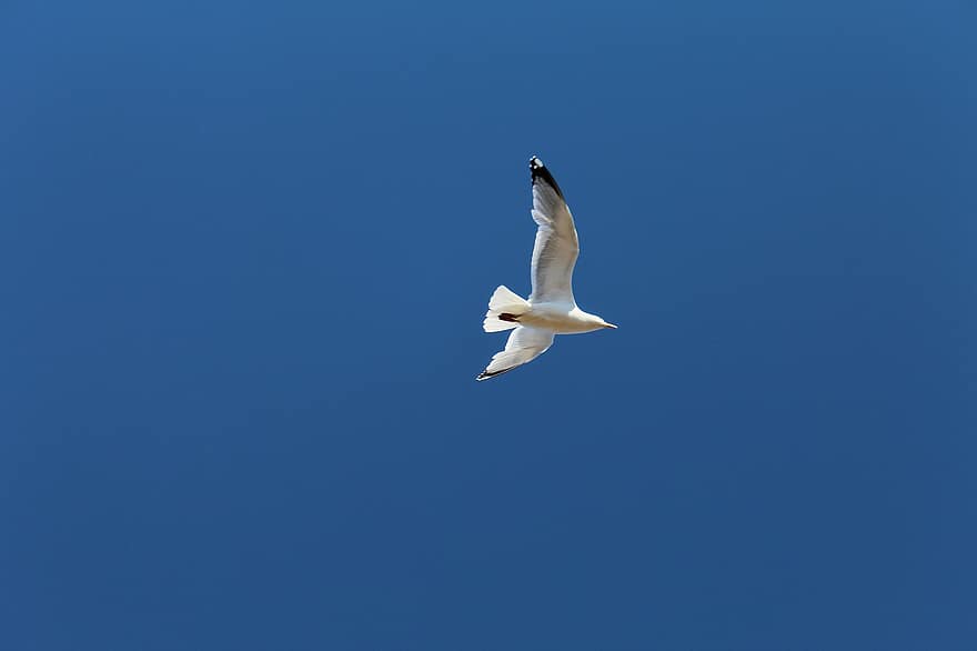 Seagull, Bird, Flying, Sky, Gull, Animal, Wildlife, Wings, Plumage, Glide, Flight
