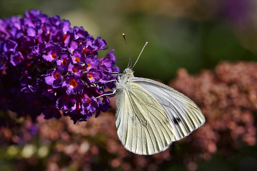 तितली, सफेद गोफन, Lepidoptera, सेचन, तितली के पंख, सफेद तितली, कीटविज्ञान, कीट, परागन, जानवर, फूल