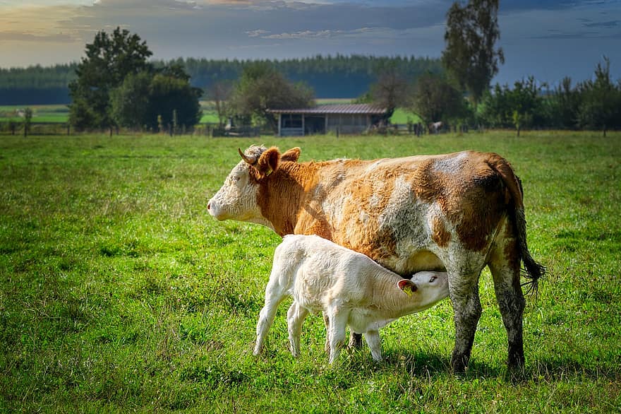 牛、カーフ、若い牛、動物たち、ほ乳類、家畜、牧草地、ファーム、農業、自然