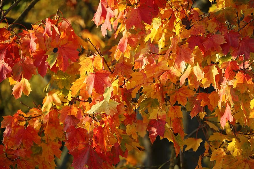 ősz, levelek, lombozat, őszi levelek, őszi lombozat, őszi szezon, esik lombozat, levél növényen, sárga, évszak, fa