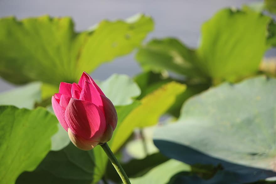 gėlė, lotuso gėlė, žiedas, lotoso lapai, Kunmingo ežeras, vasaros rūmai