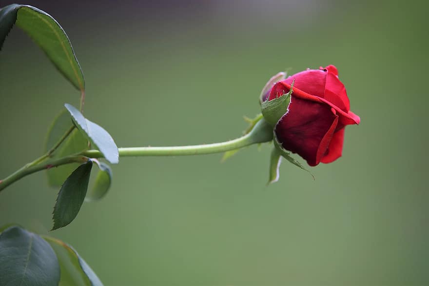 Rosa roja de terciopelo, Rosa, brote, flor, romántico, floreciente, planta, naturaleza