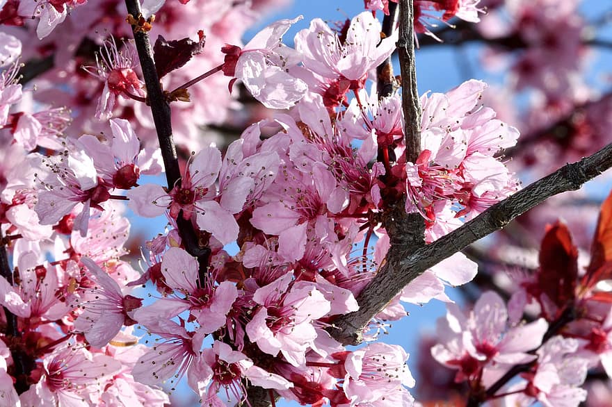 fleurs, Sakura, fleur de cerisier, branche, arbre, bourgeons, la nature