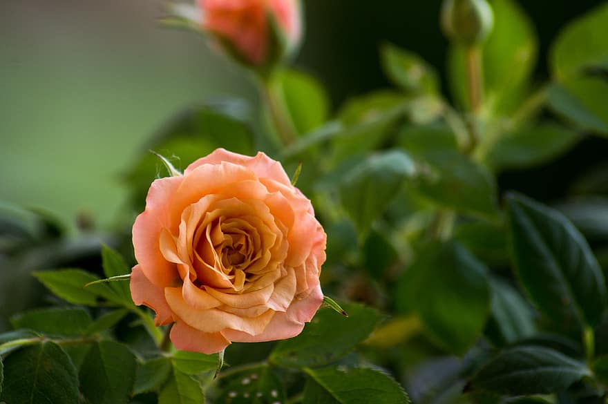 Rosa, flor, pétalos, floración, planta, flora, naturaleza, jardín, de cerca, hoja, pétalo