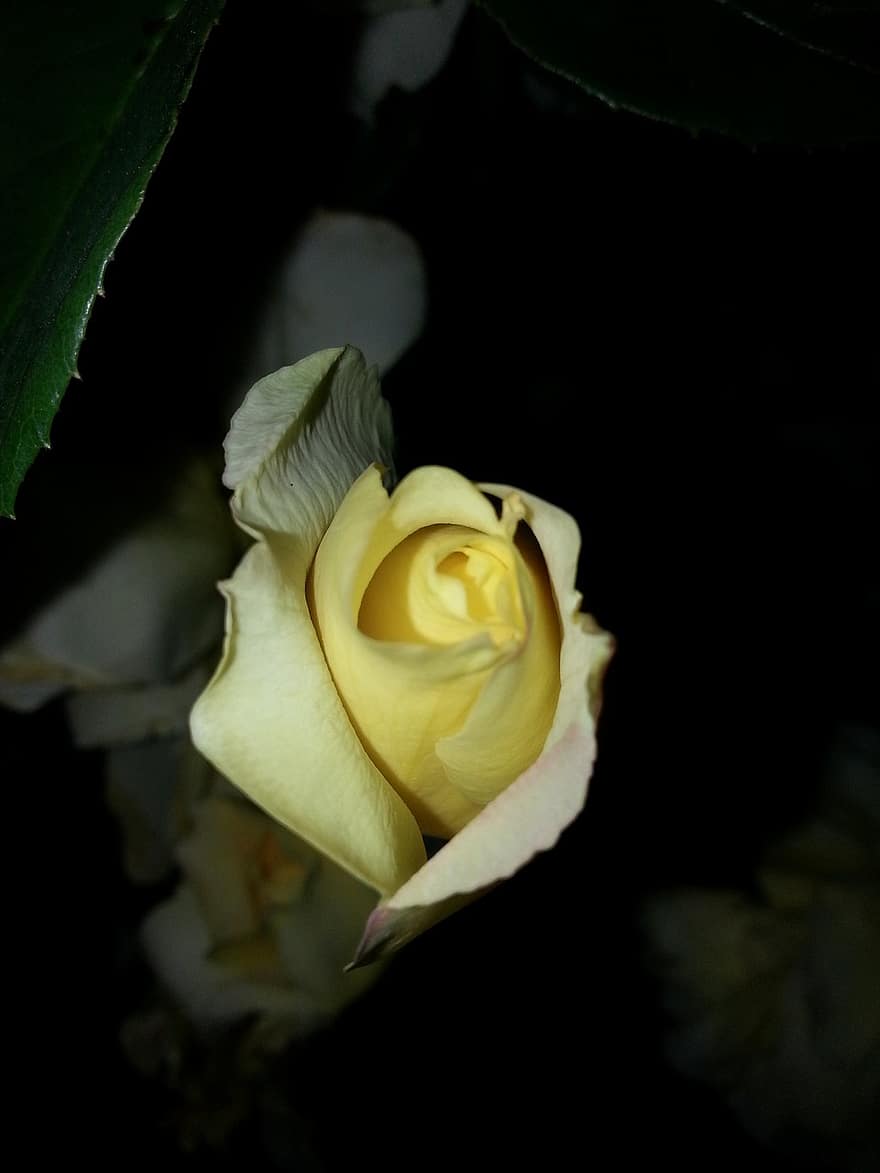 Rose, Une rose jaune, bourgeon floral, fleur jaune, jardin, fleur, feuille, pétale, fermer, plante, fleur simple
