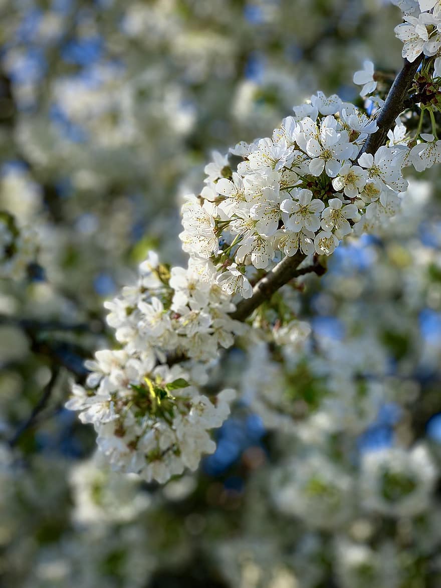 körsbärsblommor, blommor, vår, körsbär, träd, gren, vita blommor, blomma, natur, trädgård, april
