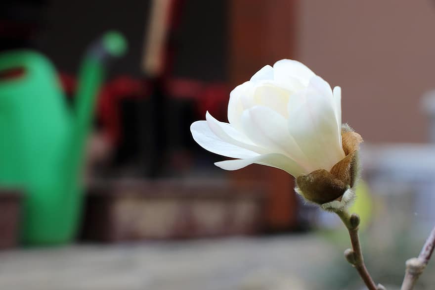 magnolia, de lente, bloemen, bloeien, natuur, wit, buitenshuis, flora, bloem, fabriek, detailopname