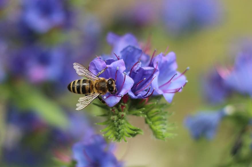 μέλισσα, έντομο, γονιμοποιώ άνθος, γονιμοποίηση, λουλούδι, φτερωτό έντομο, παρασκήνια, φύση, υμενοπτέρα, εντομολογία