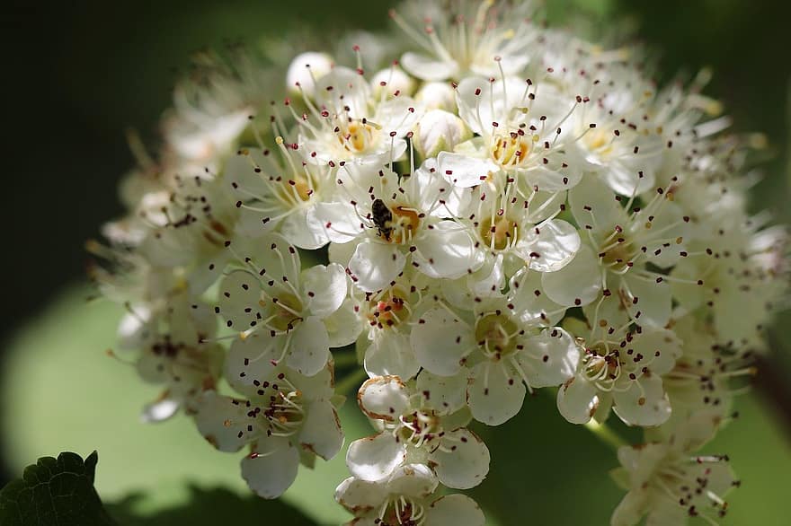 hagedoorn, witte bloemen, crataegus, bloeiende tak, bloemblaadjes, witte bloemblaadjes, bloemen, bloeien, bloesem, flora, detailopname
