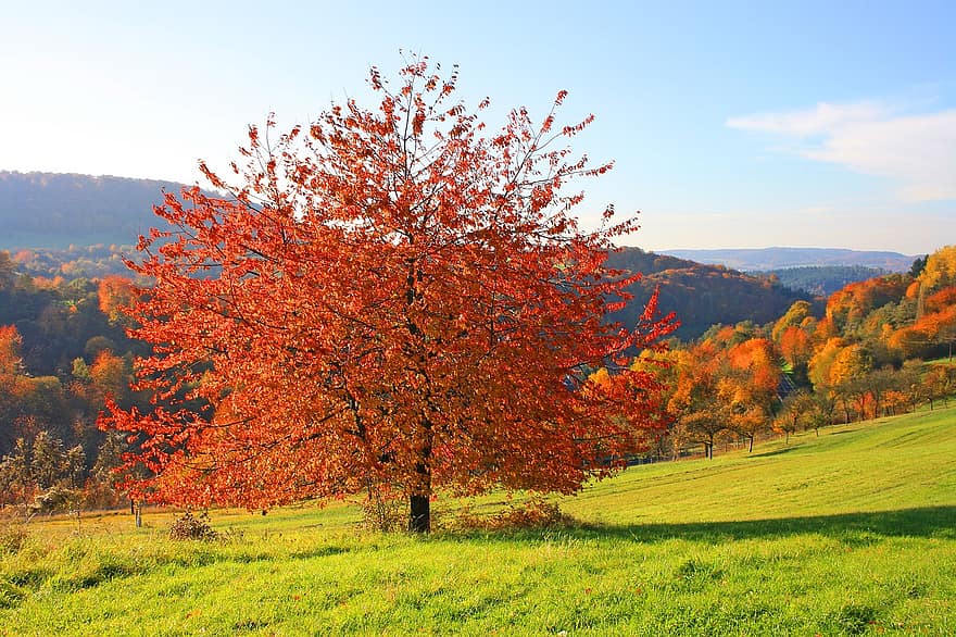 cerezas silvestres, cerezos, otoño, paisaje, colores otoñales, naturaleza, vistoso, Color de árboles frutales