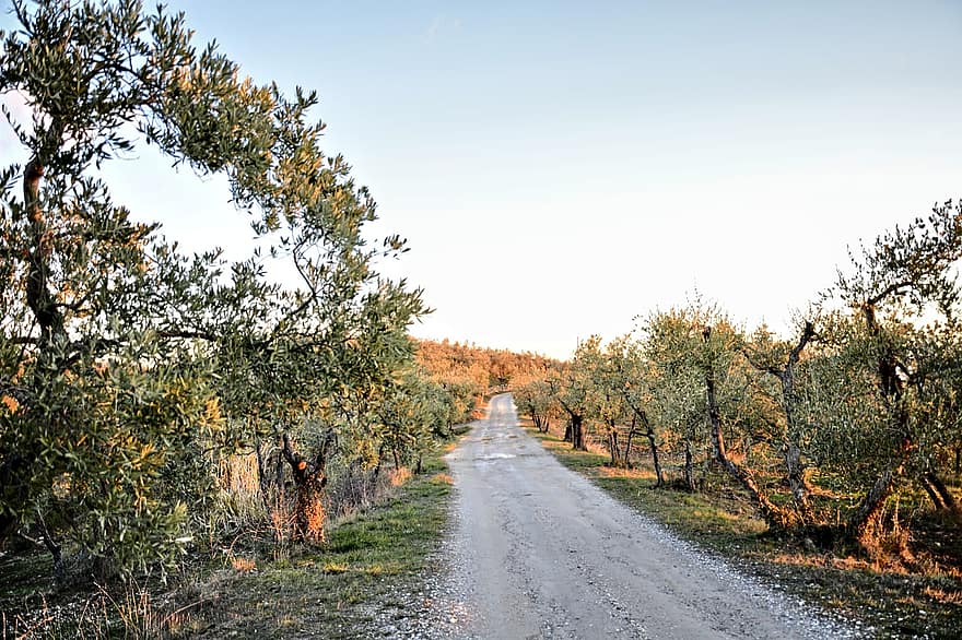 grusväg, oliver, träd, väg, landsväg, lantlig, landsbygden, Via Delle Tavarnuzze, chianti, florens, tuscany