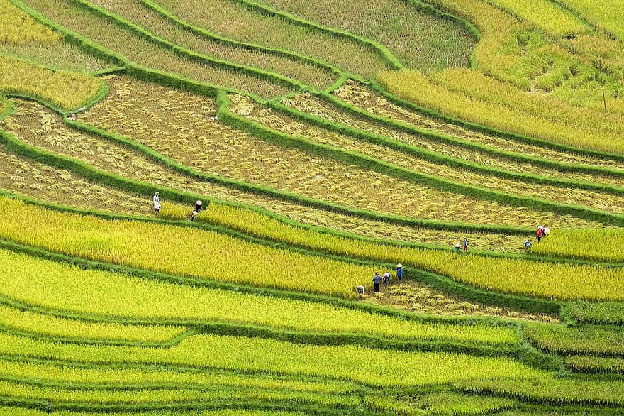 pola ryżowe, tarasy ryżowe, rolnictwo, północny zachód, tarasy, gospodarstwo rolne, Natura, ryż niełuskany, sa pa, wzrost, jedzenie