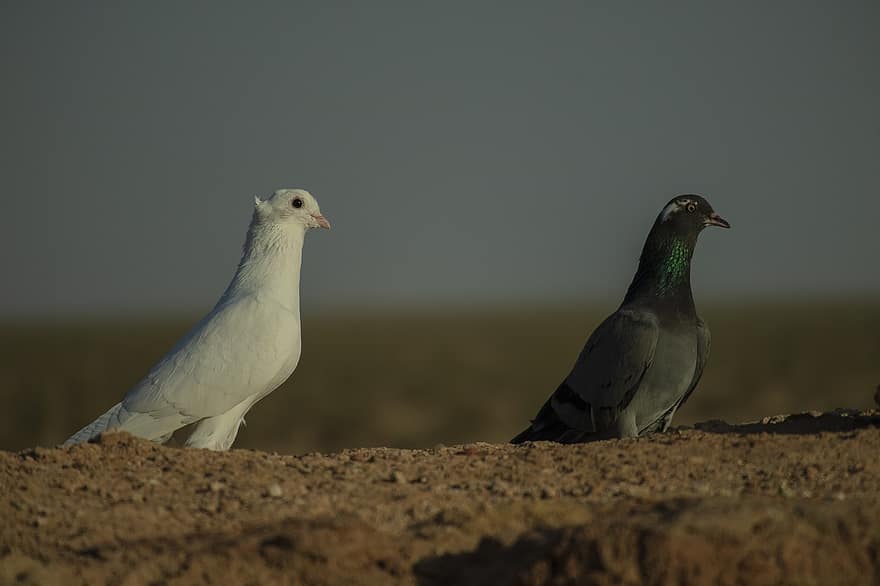 zvířat, ptáků, holuby, poušť, provincie qom, Írán, národní park kavir, Příroda, ptačí