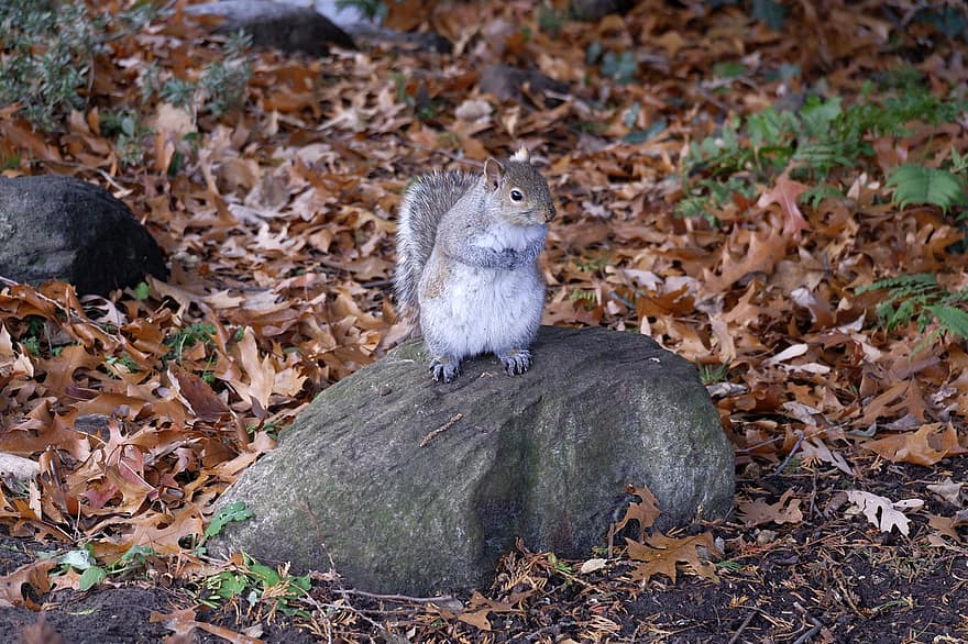 Animal, Squirrel, Mammal, Rodent, Species, Fauna, animals in the wild, autumn, forest, cute, tree