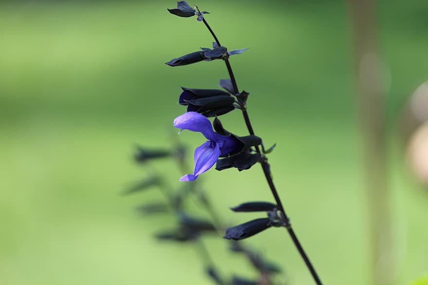 ซัลเวียสีน้ำเงินคอดำ, ดอก, เบ่งบาน, ปลูก, ดอกไม้, กลีบดอก