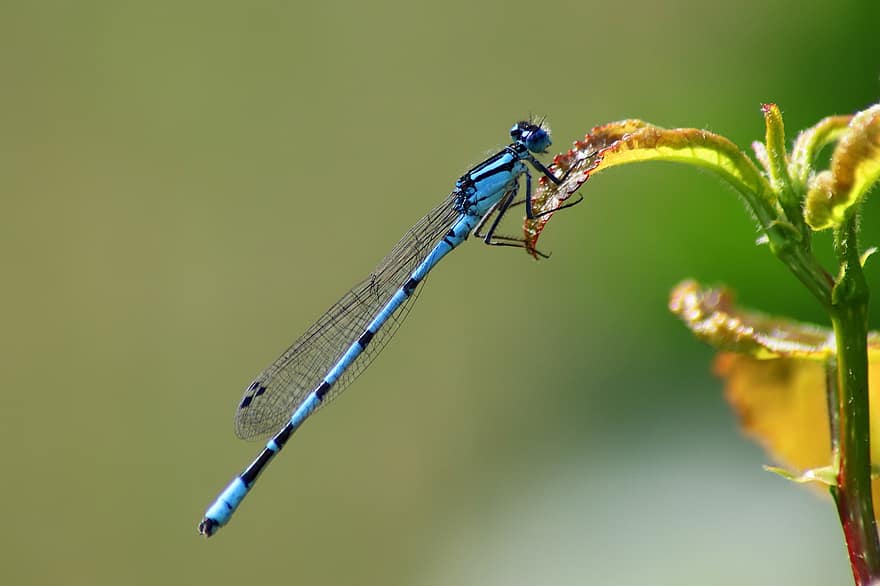 Dragonfly, Small Dragonfly, Horseshoe Azure Bridesmaid, Insect, Nature, Blue, Flight Insect, Azure Bridesmaid, Macro, Wing, Close Up