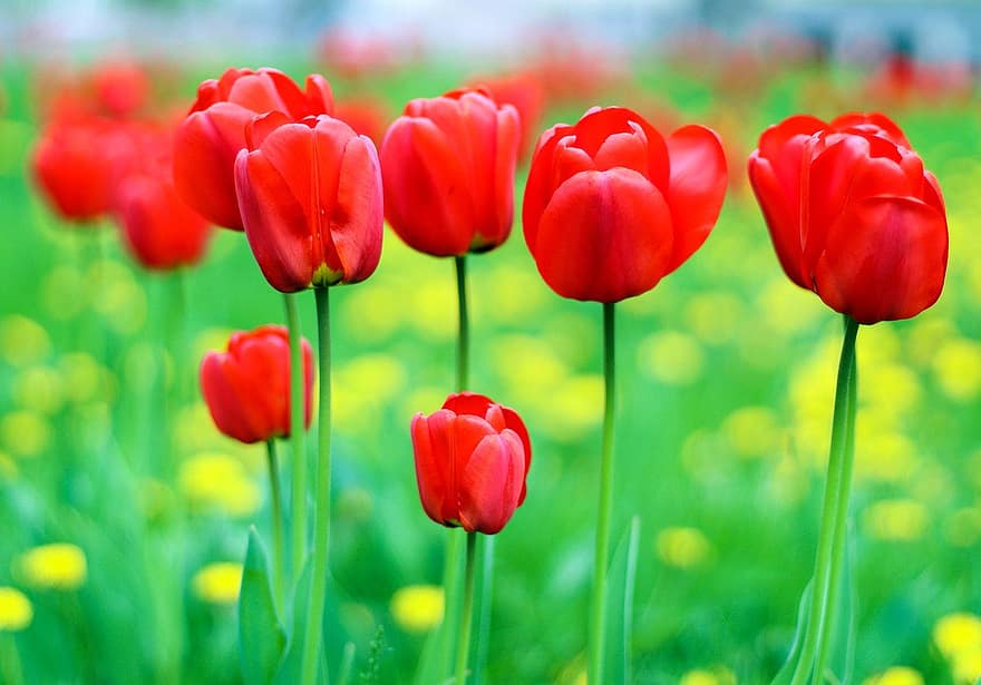tulipány, květiny, rostlin, červené tulipány, okvětní lístky, květ, flóra, Příroda, jaro, zahrada, botanika
