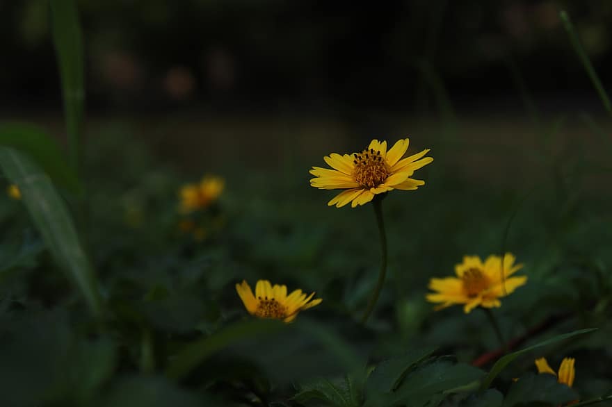 λουλούδι, ηλιοτρόπια
