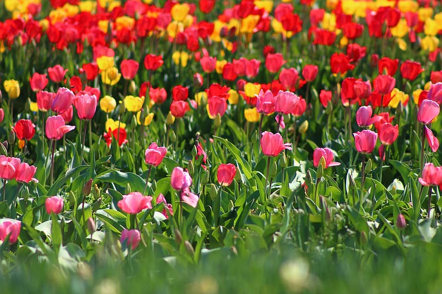Tulpen, Blumen, Pflanzen, Blütenblätter, blühen, Flora, Garten, Feld, Wiese, Frühling, Natur