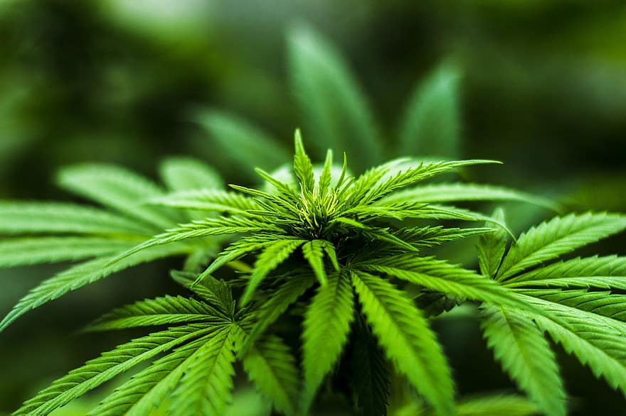 марихуана, листья, завод, листва, зелень, конопля, медицинская марихуана, природа