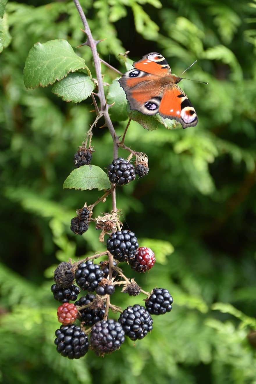 Butterfly, Blackberries, Fruit, Insect, close-up, green color, summer, plant, multi colored, leaf, freshness