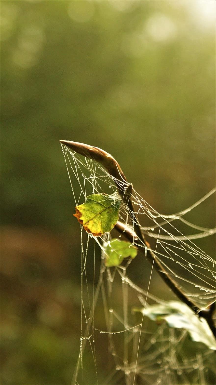 zirnekļa tīkls, rasas pilieni, raksturs, tuvplāns, lapas, makro, zirneklis, ārā, rudenī, augu, kritums