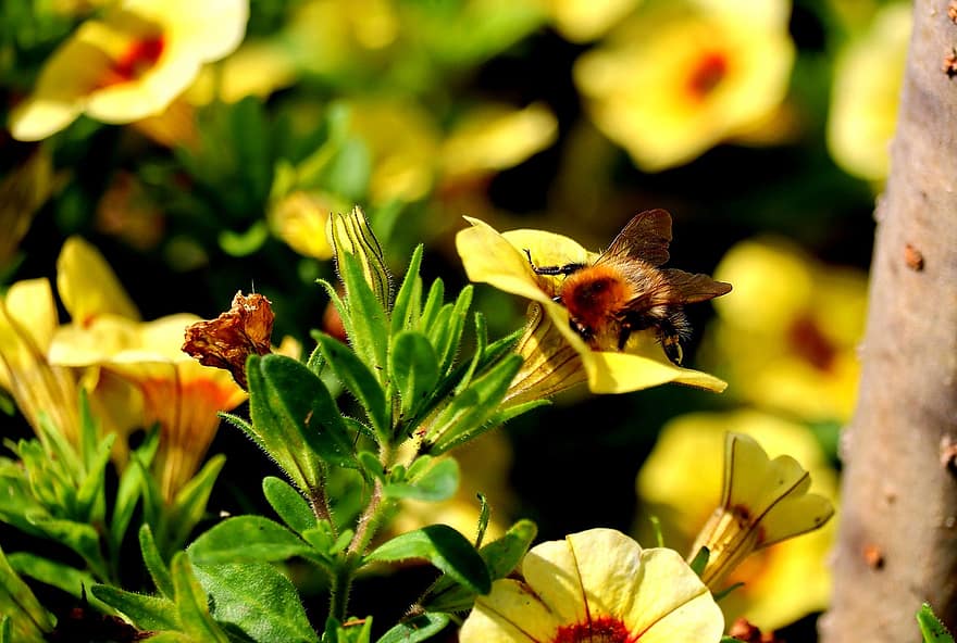 bunga-bunga, lebah, alam, madu, serbuk sari