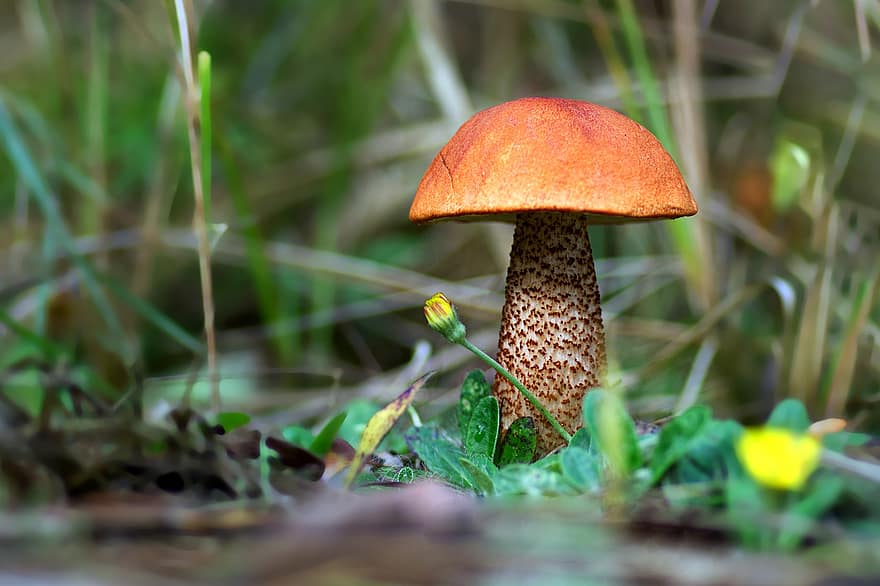 Mushroom, Plant, Toadstool, Mycology, Roughfoot Boletus, Forest, Wild
