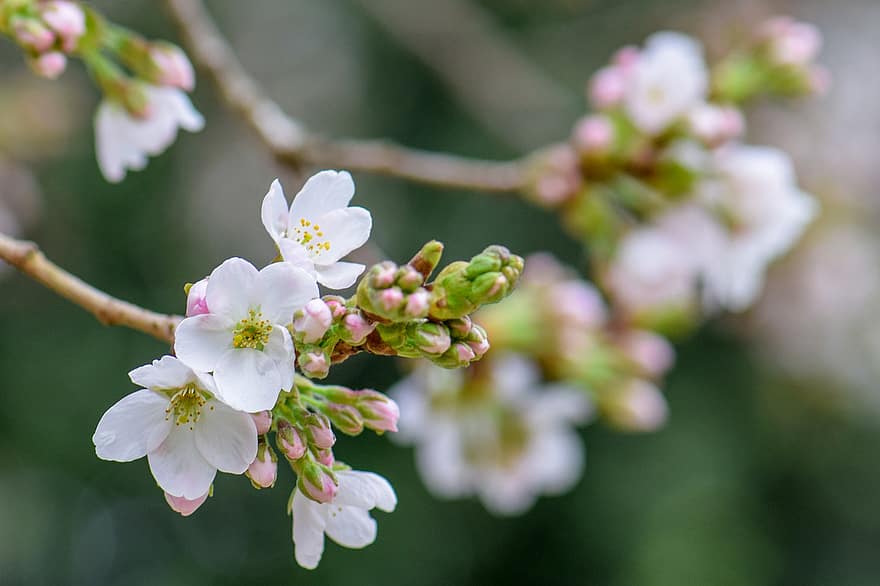 桜の花、フラワーズ、春、芽、白い花、咲く、花、ブランチ、木、工場、閉じる